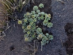 Draba depressa