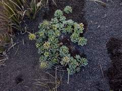 Draba depressa