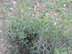 Phillyrea angustifolia