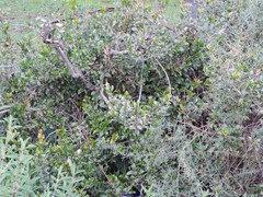 Cistus monspeliensis