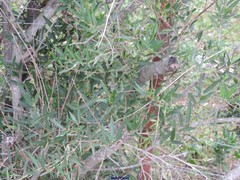 Phillyrea angustifolia