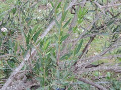 Phillyrea angustifolia