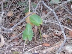 Arisarum vulgare