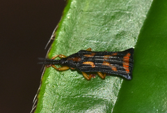 Octhispa kraatzi