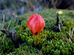 Gentianella rupicola