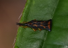 Octhispa kraatzi
