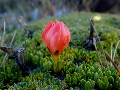 Gentianella rupicola