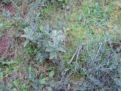Olea europaea europaea