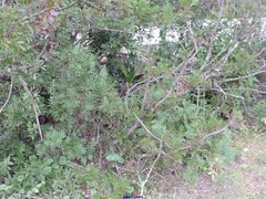 Lavandula stoechas luisieri