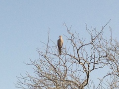 Streptopelia decaocto