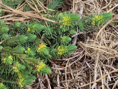 Thymelaea coridifolia dendrobryum