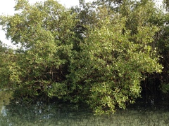 Avicennia marina