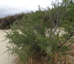 Pseudoziziphus parryi