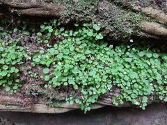 Wimmerella pygmaea
