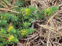 Thymelaea coridifolia dendrobryum