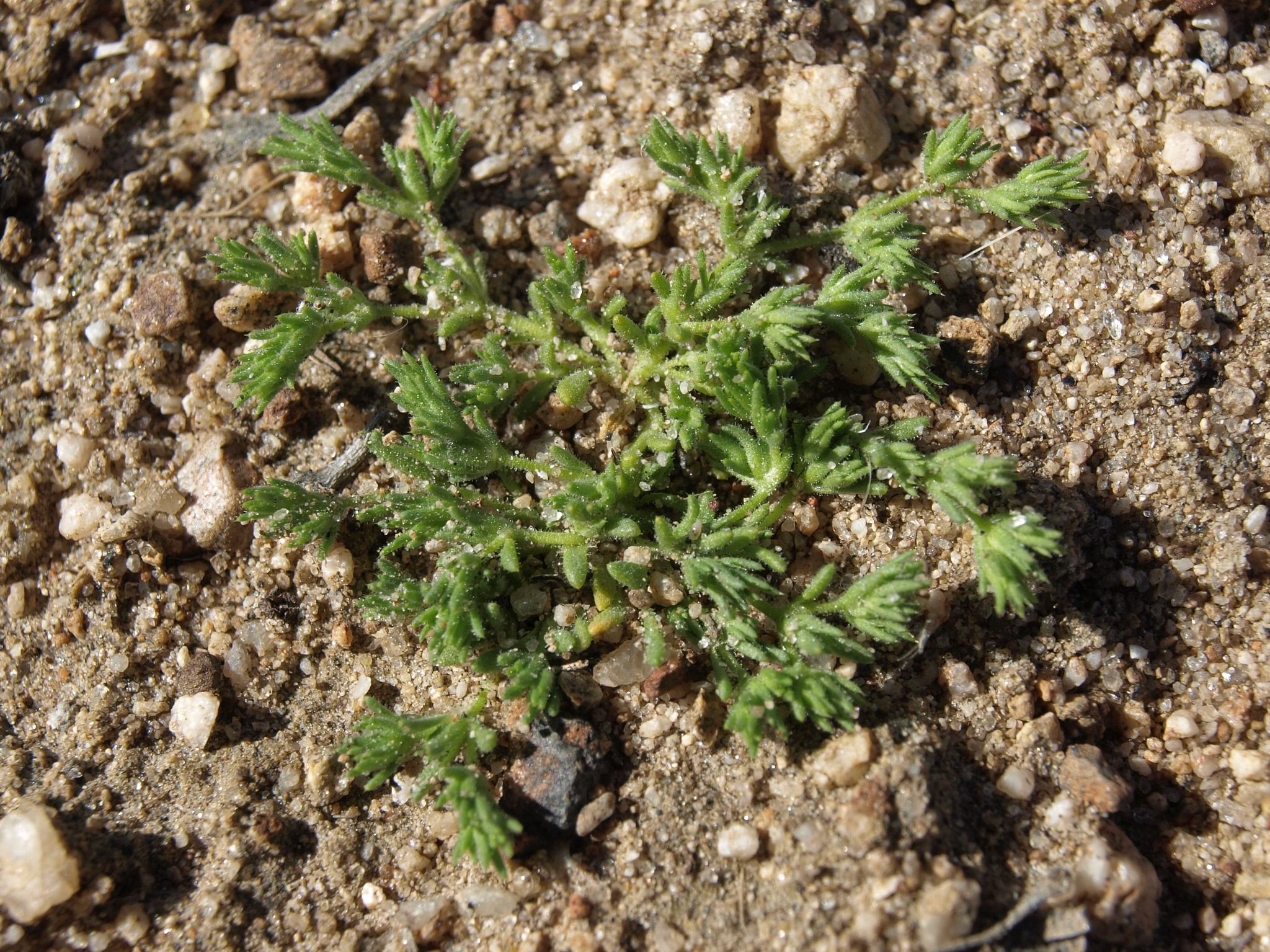 Loeflingia squarrosa