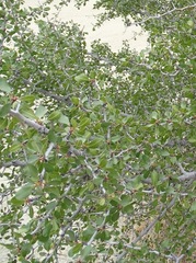 Pseudoziziphus parryi
