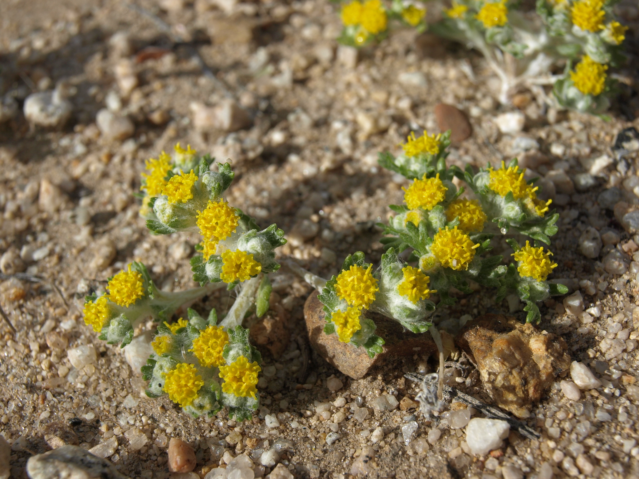 Eriophyllum pringlei