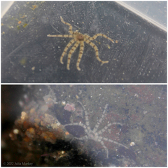 Ophiactis