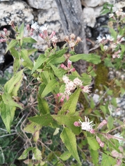 Chromolaena bigelovii
