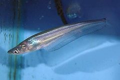 Bleeker's Sheatfish photo 3