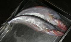 Bleeker's Sheatfish photo 2