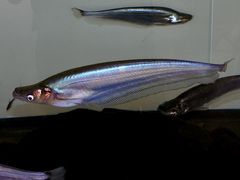 Bleeker's Sheatfish photo 5
