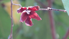 Sapranthus