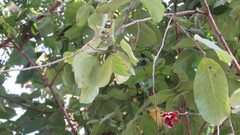 Sapranthus
