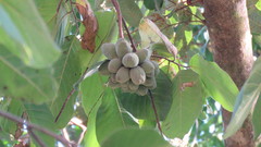Sapranthus