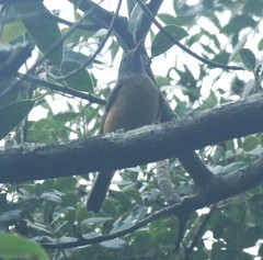 Mionectes rufiventris