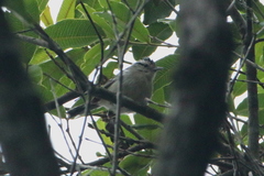 Herpsilochmus atricapillus