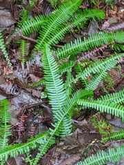 Polystichum munitum