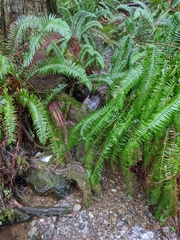 Polystichum munitum