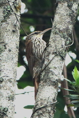 Lepidocolaptes squamatus