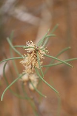 Hakea sulcata