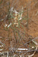 Hakea sulcata