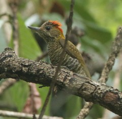 Dryobates maculifrons