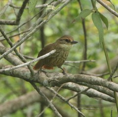 Syndactyla rufosuperciliata