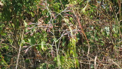 Onoseris onoseroides