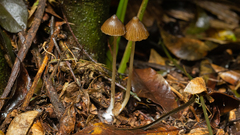 Entoloma tenue