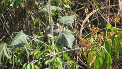 Onoseris onoseroides