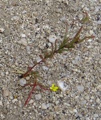 Camissonia strigulosa