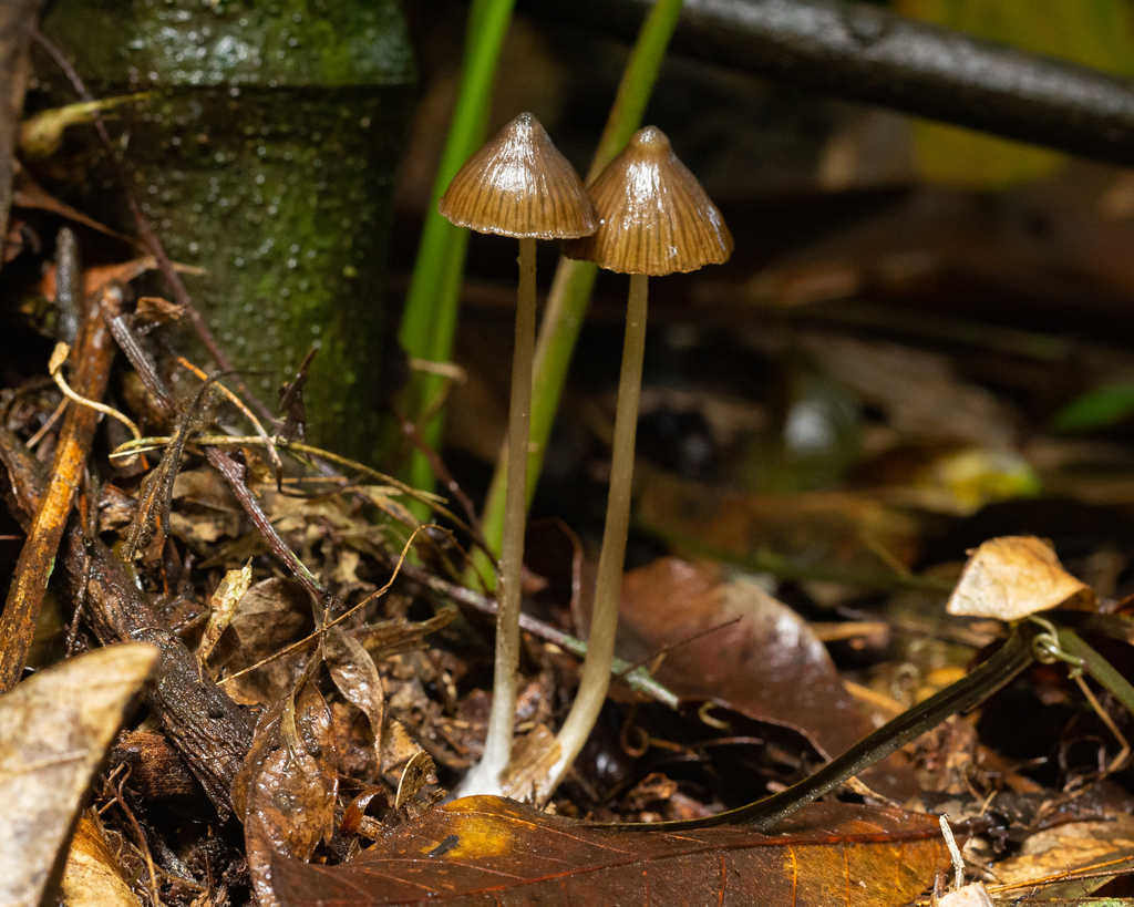Entoloma tenue · January 2022 · photo: © deniszabin (iNaturalist, cc-by)