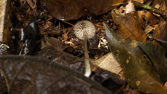 Entoloma tenue