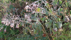 Onoseris onoseroides