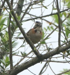 Zonotrichia capensis