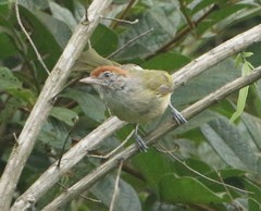 Hylophilus amaurocephalus