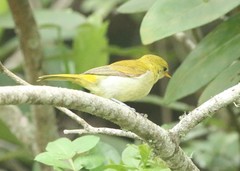 Hemithraupis ruficapilla