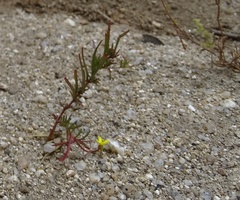 Camissonia strigulosa